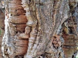Quercus suber, the cork oak
